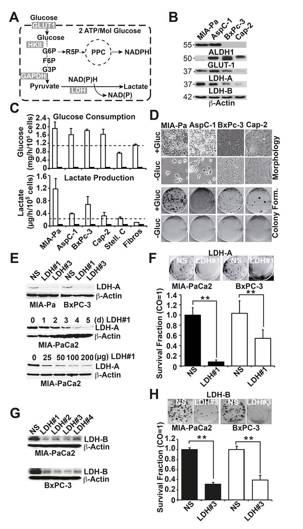 Survival of pancreatic cancer stem-like cells depends on glucose turnover.