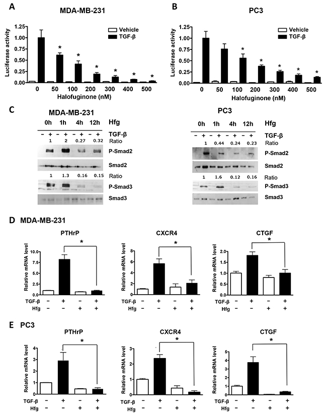 Halofuginone inhibits TGF-&#x03B2; signaling in MDA-MB-231 and PC3 cancer cells.