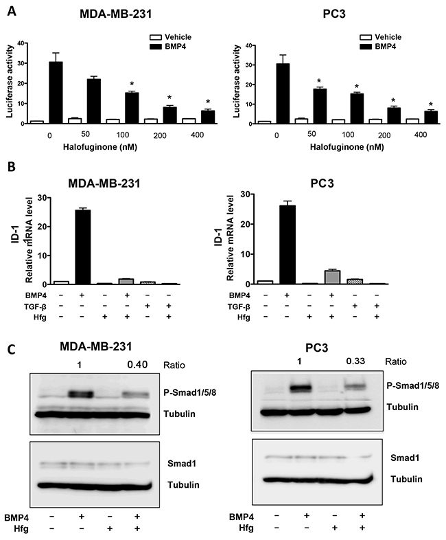 Halofuginone inhibits BMP signaling.