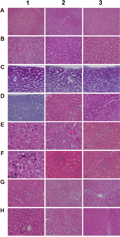 Histology of the liver in control and diclofenac treated animals after daily dosing for 28 days