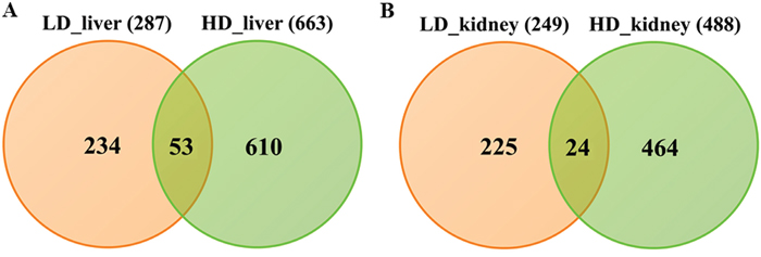 Differentially expressed genes after low and high dose diclofenac treatment.