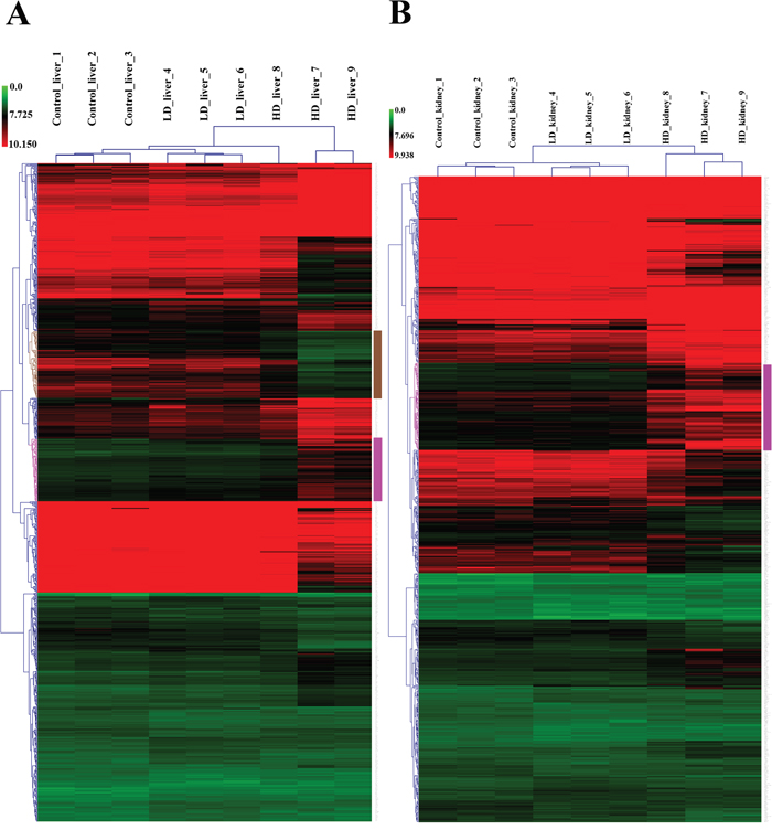 Heatmap of differentially expressed genes in liver and kidney of diclofenac treated dogs.