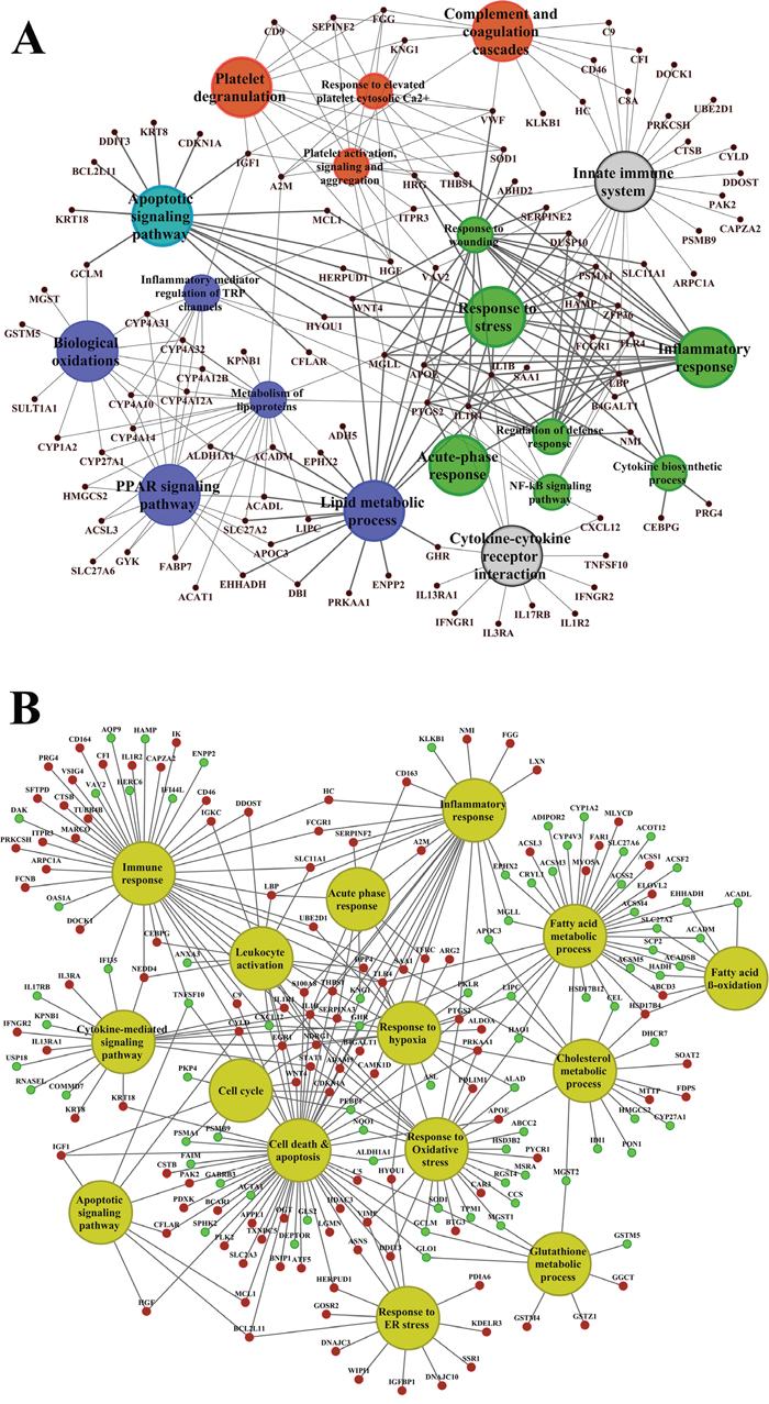 ClueGO gene ontology and pathway annotated hepatic networks in response to high dose diclofenac treatment.