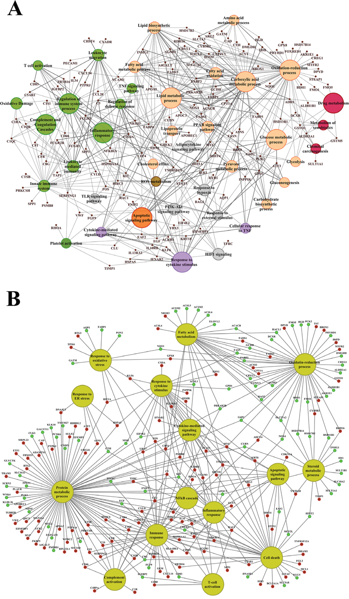 ClueGO gene ontology and pathway annotated networks of DEGs regulated in kidney in response to high dose diclofenac treatment.
