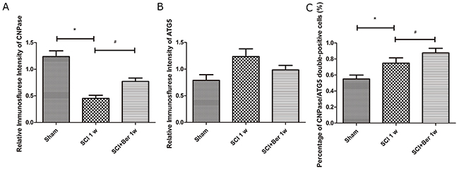 Berberine enhanced percentage of CNPase positive oligodendrocyte expressing ATG5 at 1 week after SCI.