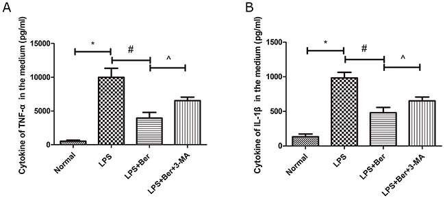 Berberine reduced cytokines of TNF-a and IL-1&#x03B2; in primary spinal neuron, while its effect was partly reversed by 3-MA, an inhibitor of autophagy.