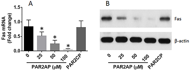PAR2 suppresses Fas expression in lung cells.