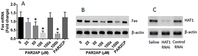 PAR2 suppresses Fas expression in lung epithelial cells.