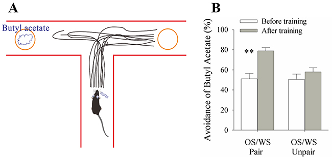 A simultaneous pairing of whisker stimulus (WS) and olfactory stimulus (OS) leads to whisker-induced olfaction responses.