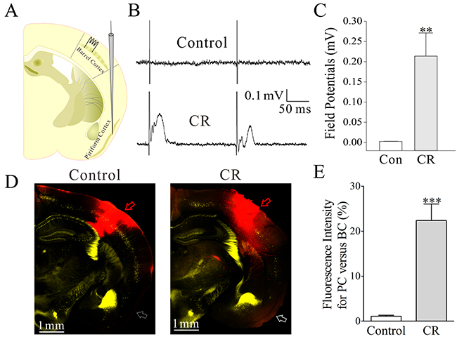 The barrel and piriform cortices are connected after their associative activation.