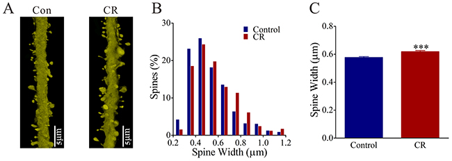 The head width of the spines on the glutamatergic neurons of the piriform cortex increases in the CR-formation mice.