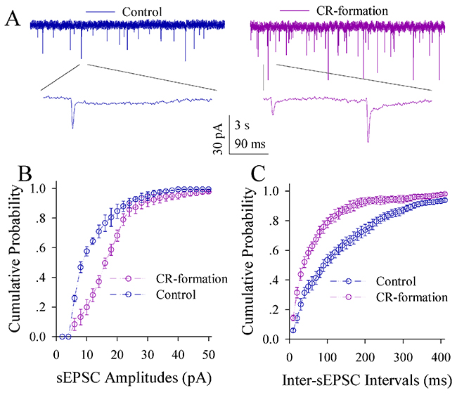 Excitatory synaptic transmission on the pyramidal neurons of the piriform cortices increases in CR-formation mice.