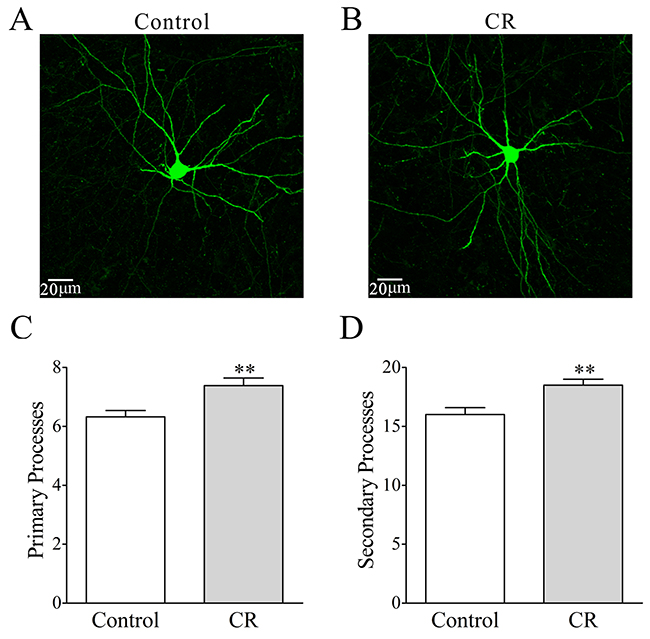 The processes of GABAergic neurons in the piriform cortices increase after pairing WS and OS.