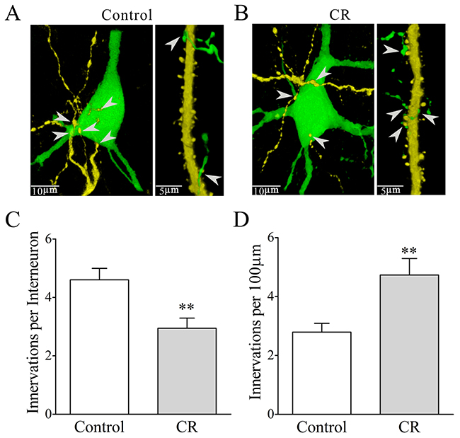 Mutual innervations between excitatory and inhibitory neurons are upregulated in associative learning.