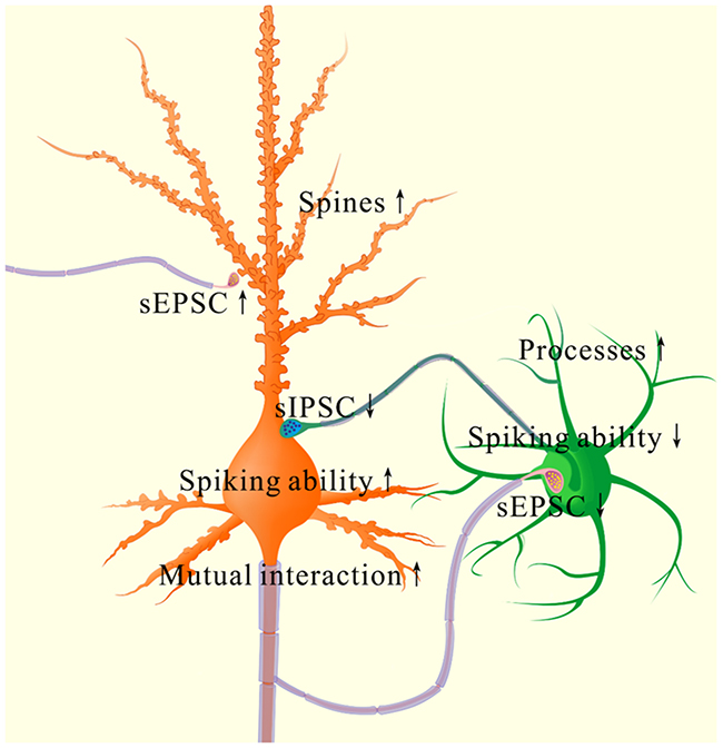 The coordinated plasticity between excitatory and inhibitory neurons in the piriform cortex for memory formation.