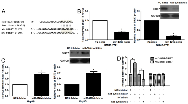 SIRT7 is a direct target of miR-526b in HCC.