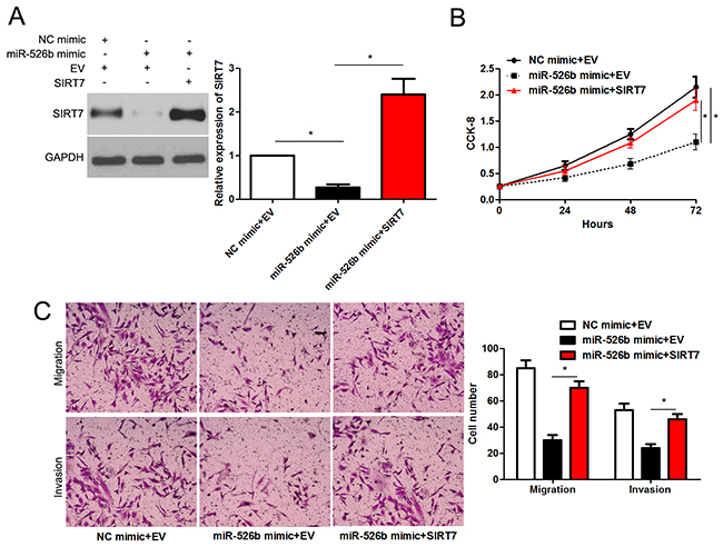 SIRT7 re-expression abrogates the effects of miR-526b in SMMC-7721 cells.