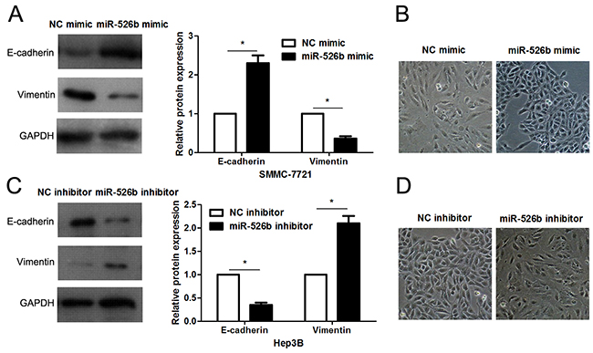 miR-526b prohibits EMT of HCC cells.