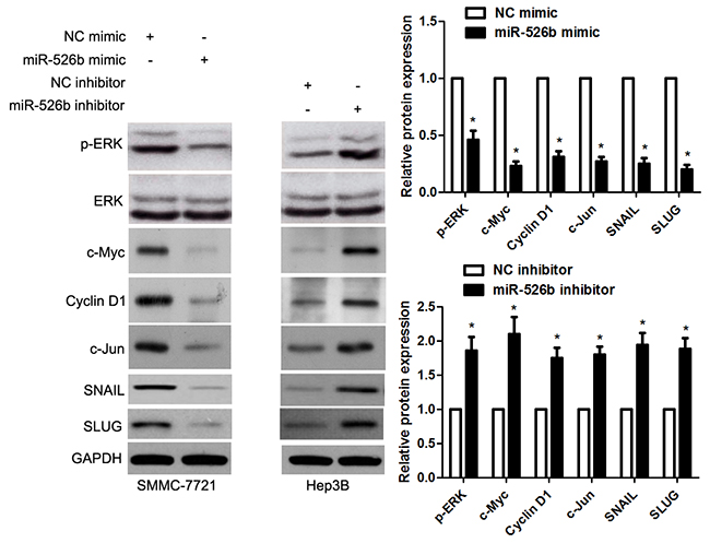 miR-526b inversely modulates ERK pathway in HCC cells.