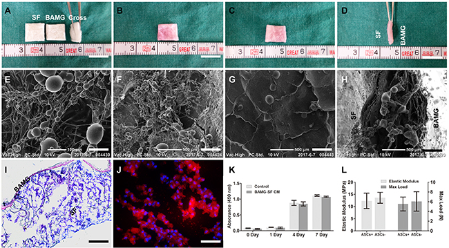 ASCs were seeded in cytocompatible BAMG-SF in large quantities without drastically altering its mechanical properties.