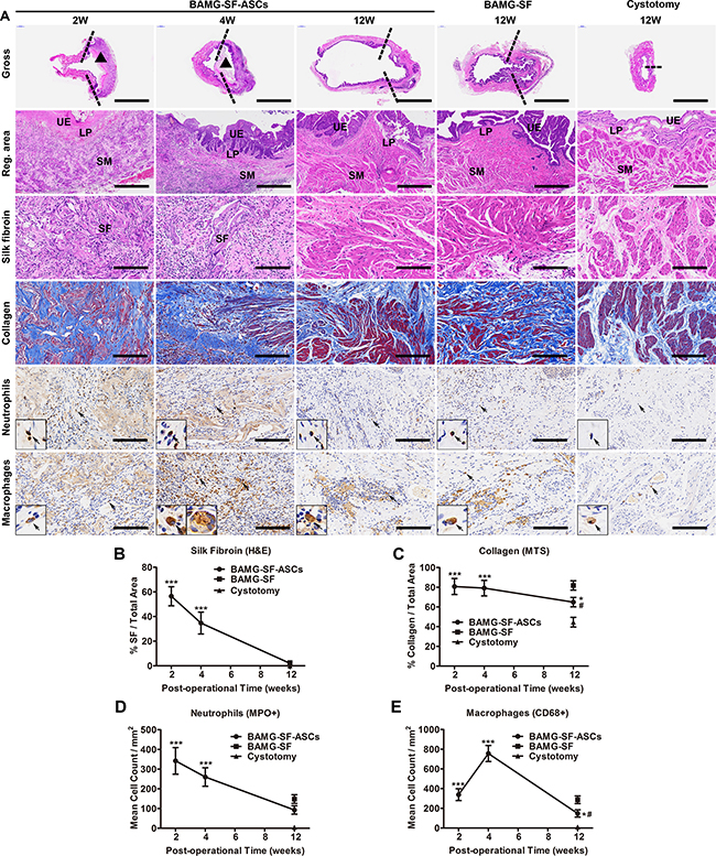 ASCs-seeded BAMG-SF reformed bladder wall gradually with matched biodegradation and mild inflammation.