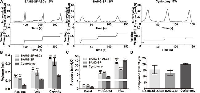 ASCs-seeded BAMG-SF enhanced bladder functional recovery with augmented capacity and physiological compliance.