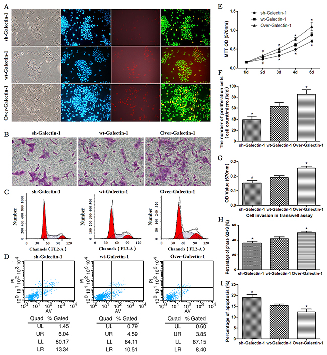 Effect of PSC-derived Galectin-1 on the proliferation and migration ability of PANC-1.