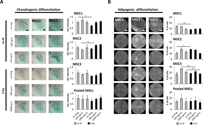 Cisplatin-based chemo-radiation does not affect the differentiation potential of MSCs.