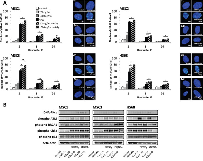 Cisplatin pre-treatment causes prolonged DNA damage signaling and increased radiation-induced DNA double-strand breaks in MSCs.