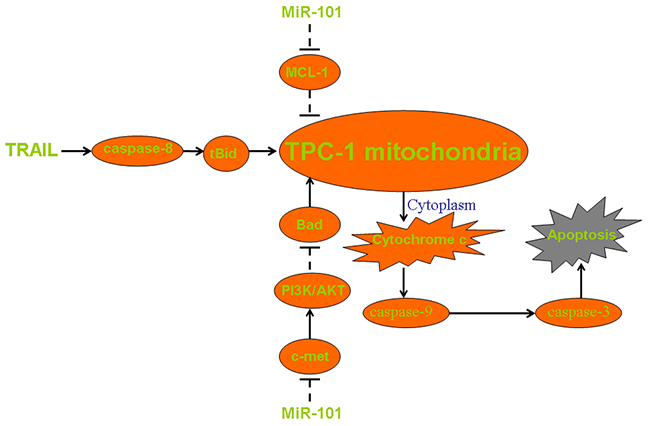 Pathway of mitochondrial apoptosis in miR-101 and TRAIL co-treated TPC-1.