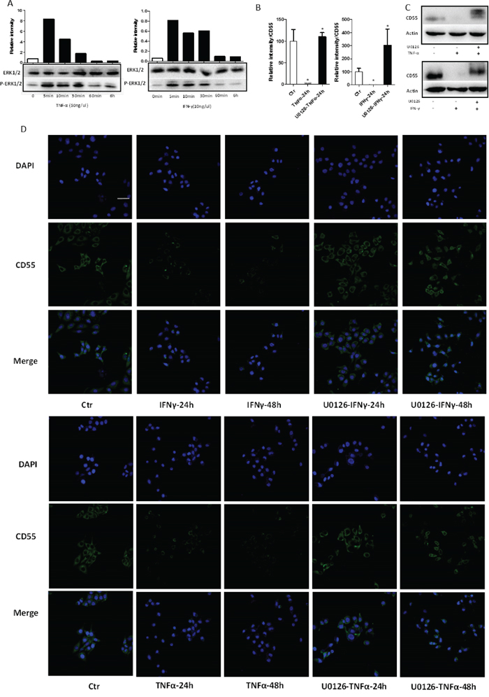 TNF-&#x03B1; and IFN-&#x03B3; activate ERK1/2 signaling in HaCaT cells.