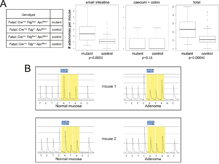 Increased intestinal tumor formation in Tdg conditional knock-out mice crossed into the ApcMin background.