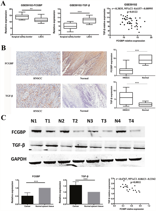FcGBP and TGF-&#x03B2; expression in HNSCC and normal tissues.