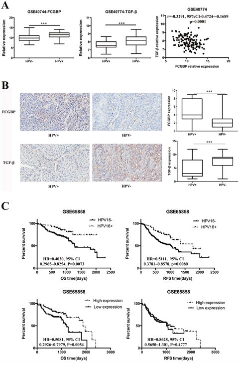 FcGBP and TGF-&#x03B2; expression in HPV-positive and HPV-negative HNSCC.