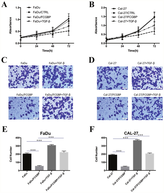 Proliferation and migration capacity change of HNSCC Cal-27 and FaDu cells after FcGBP overexpression.