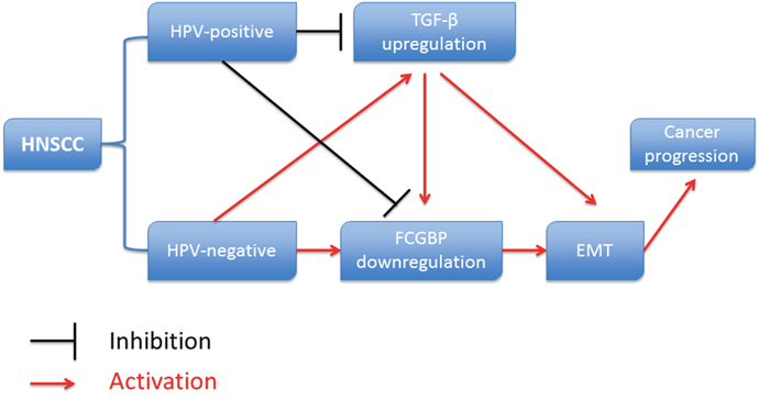 Diagram showed the relationship between HPV infection, TGF-&#x03B2;, FcGBP and EMT in HNSCC development.