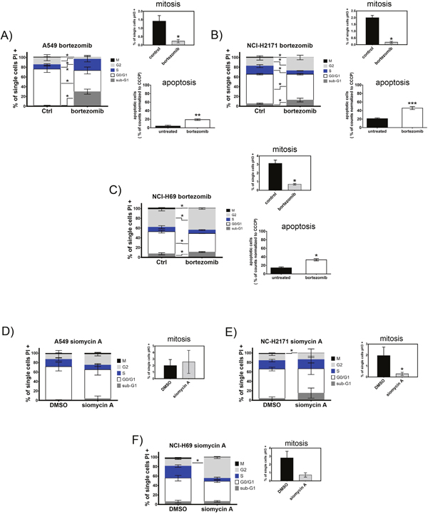 Treatment with bortezomib or siomycin A induces cell cycle arrest and apoptosis of SCLC cells.