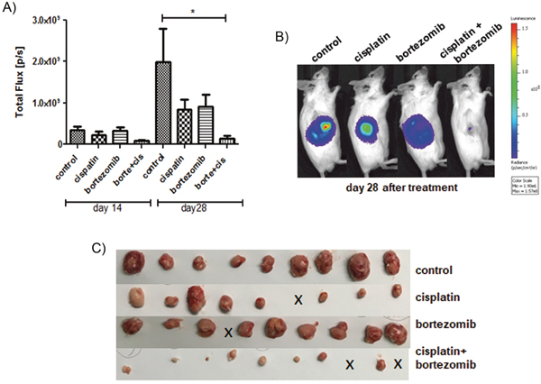 Addition of bortezomib enhances the antiproliferative effect of cisplatin in vivo.