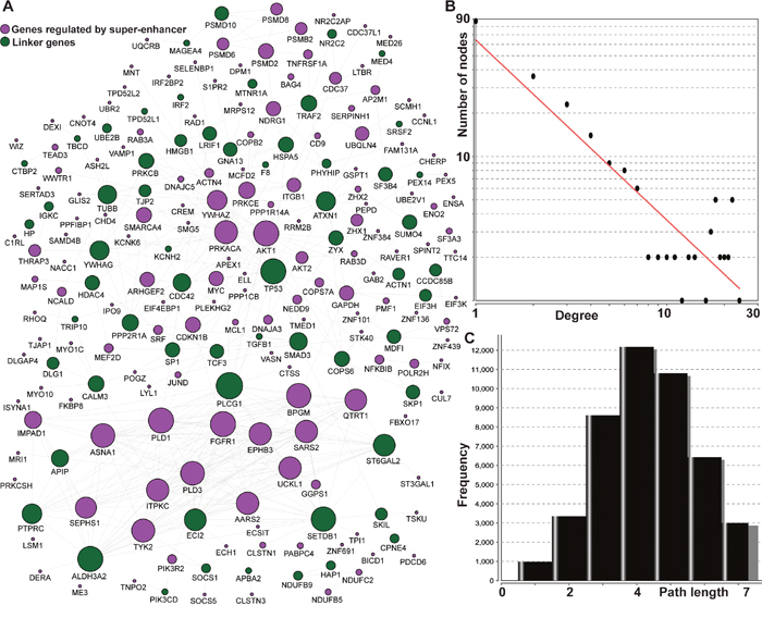 The interactome for 210 genes regulated by super-enhancers using pathway-based protein-protein interaction data.