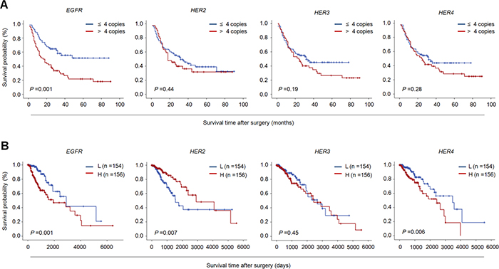 The effect of CNG of members of ErbB family on the survival of glioma patients.