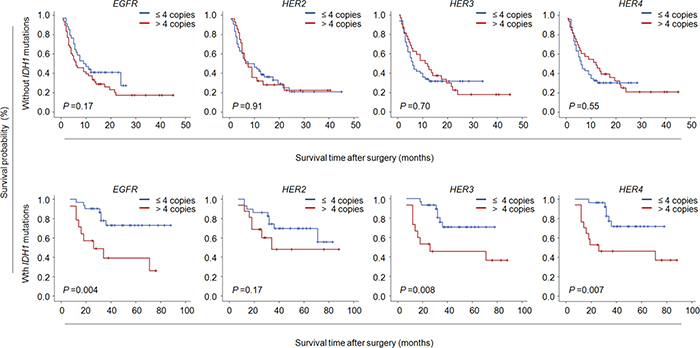 Association of CNG of ErbB family members with poor survival of glioma patients with IDH1 mutations.