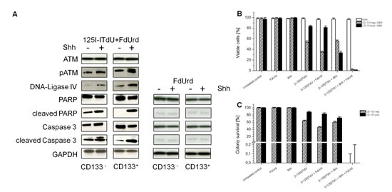 Figure 5 : Effects of [I-125]ITdU on survival of CD133