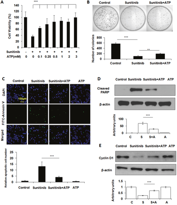 Extracellular ATP rescues A549 cells treated with sunitinib.