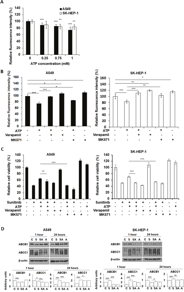 Extracellular ATP upregulates activity of ABC transporters.