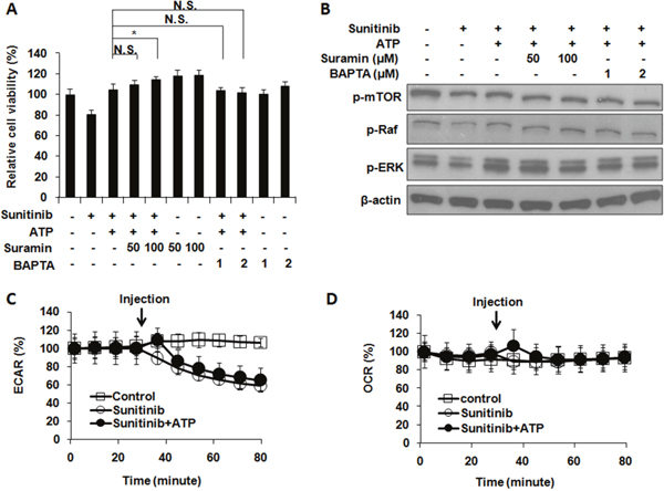 Extracellular ATP-induced drug resistance does not involve general purinergic receptor signaling or ECAR and OCR rates.