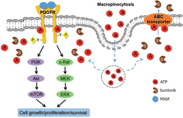 Hypothetical model for extracellular ATP-induced drug resistance to anticancer drugs.