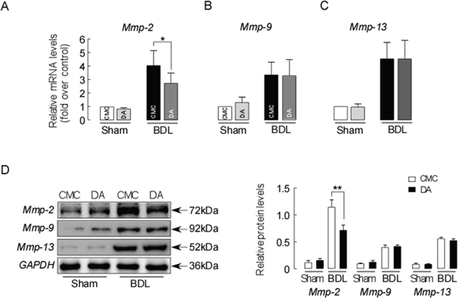 DA treatment decreased ECM deposition in BDL mice.