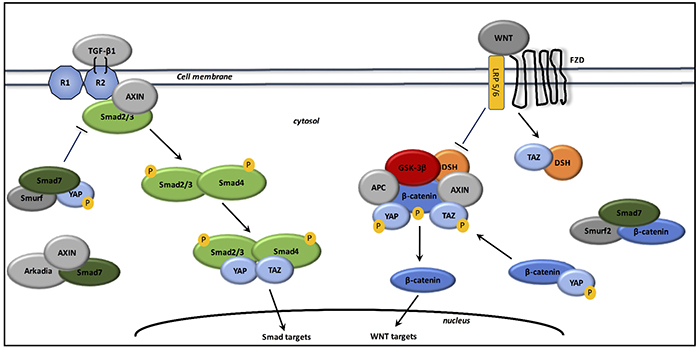 Interactions between TGF-&beta;1, canonical WNT/&beta;-catenin pathway, and YAP/TAZ signaling.