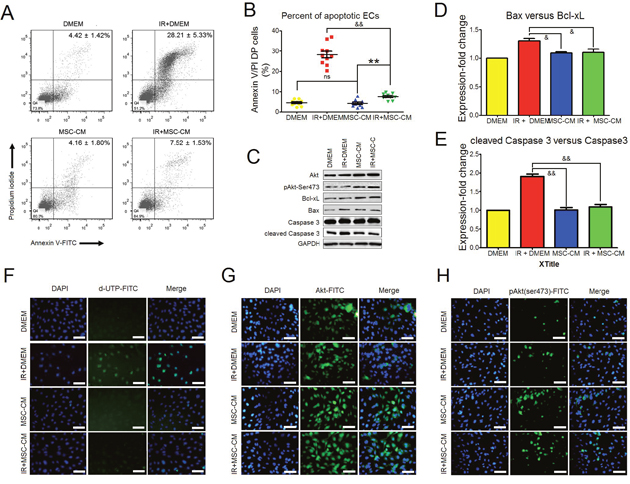 The anti-apoptotic effect of MSC-CM.