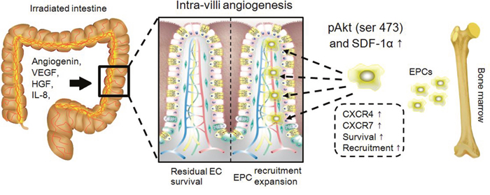Schematic representation of MSC-CM repairing intra-villi microvascular damage.